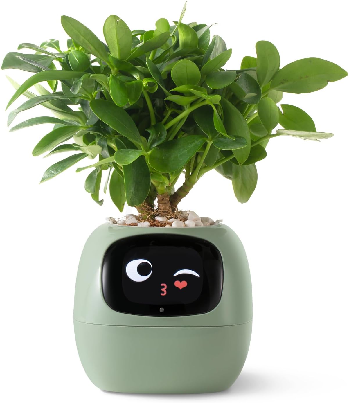 Smart Växtkruka – IVY Smart Pet Planter, Självvattnande Kruka & Automatisk Vattning